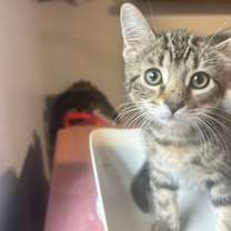 Thumbnail photo of Pickle Bethpage #2