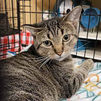 Thumbnail photo of Cake #3