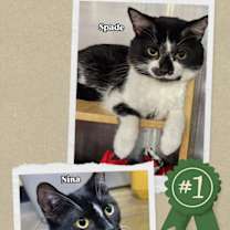 Thumbnail photo of Nina & Spade (*bonded pair) #2