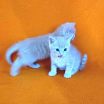 Thumbnail photo of Zoe #1