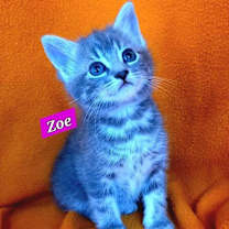 Thumbnail photo of Zoe #2