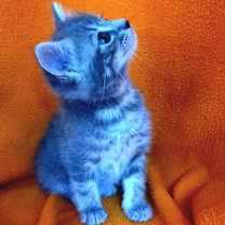 Thumbnail photo of Zoe #3