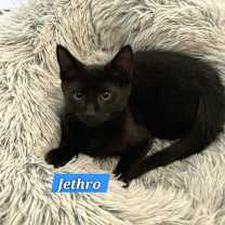 Thumbnail photo of Jethro #2