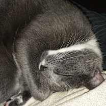 Thumbnail photo of Zip-aroo #1