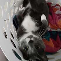 Thumbnail photo of Zip-aroo #2