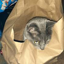 Thumbnail photo of Zip-aroo #4