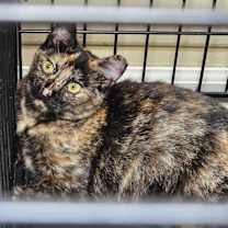 Thumbnail photo of Bonnie #1