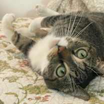 Thumbnail photo of Melody #1