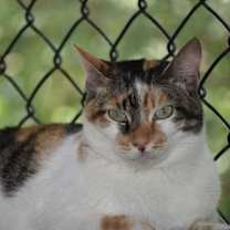 Thumbnail photo of Cali #2