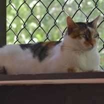 Thumbnail photo of Cali #3