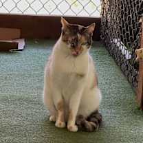 Thumbnail photo of Cali #4