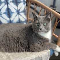 Thumbnail photo of Phoebe #1