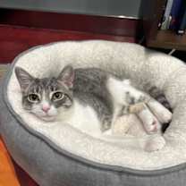 Thumbnail photo of Tilly -lap cat! #1