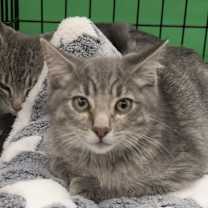 Thumbnail photo of Runty #1