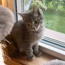 Thumbnail photo of Runty #2