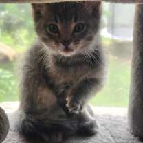 Thumbnail photo of Runty #3