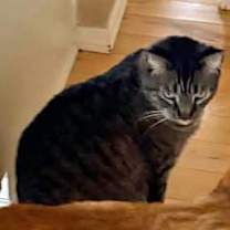 Thumbnail photo of Tiger #2