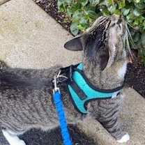 Thumbnail photo of Tiger #3