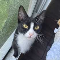 Thumbnail photo of WHISPER #1