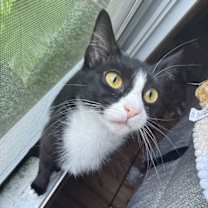 Thumbnail photo of WHISPER #2