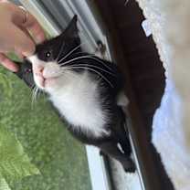 Thumbnail photo of WHISPER #3