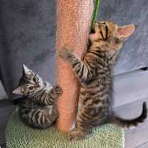 Thumbnail photo of Apollo #2