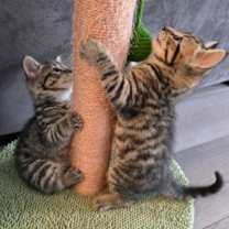 Thumbnail photo of Athena #1