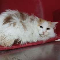 Thumbnail photo of Peanut #1