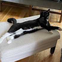 Thumbnail photo of Tux #4