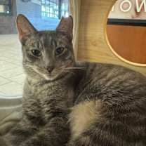 Thumbnail photo of Basil #3