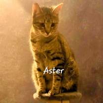 Thumbnail photo of Aster #the-acro-cat #2