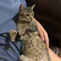 Thumbnail photo of Aster #the-acro-cat #3