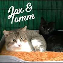 Thumbnail photo of Tomm & Jax #bonded-brothers #1