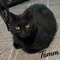 Thumbnail photo of Tomm & Jax #bonded-brothers #2