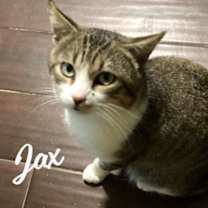 Thumbnail photo of Tomm & Jax #bonded-brothers #3