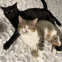 Thumbnail photo of Tomm & Jax #bonded-brothers #4