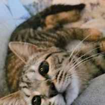 Thumbnail photo of Oak #1