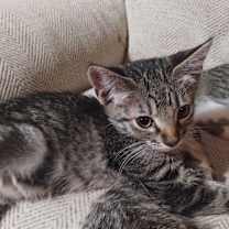 Thumbnail photo of Jasper #2