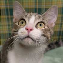 Thumbnail photo of Hans #1