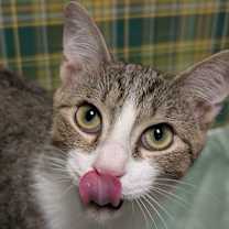 Thumbnail photo of Hans #3