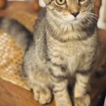 Thumbnail photo of Donatello #1