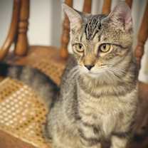 Thumbnail photo of Donatello #2