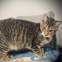 Thumbnail photo of Donatello #3