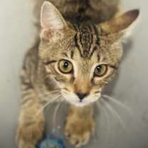 Thumbnail photo of Donatello #4