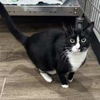 Thumbnail photo of Prince #1