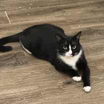 Thumbnail photo of Prince #2