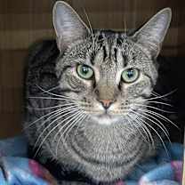 Thumbnail photo of Gator 2 #2