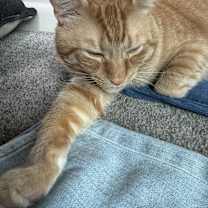 Thumbnail photo of Saber & Sabrina *BONDED PAIR* #1