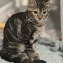 Thumbnail photo of Kalina #1