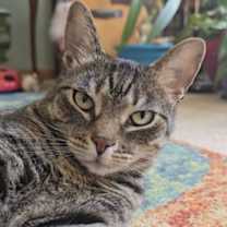 Thumbnail photo of Butters #3